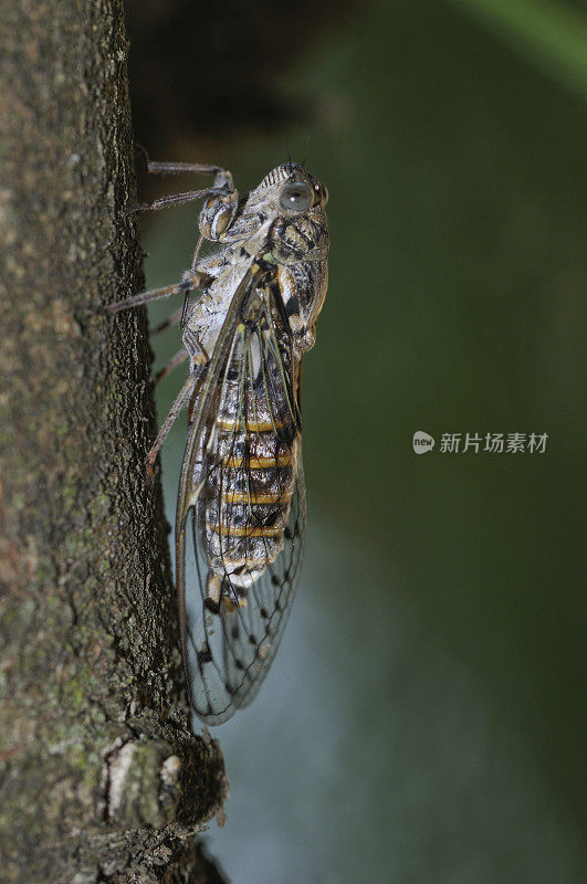 蝉(普通Lyristes plebejus)